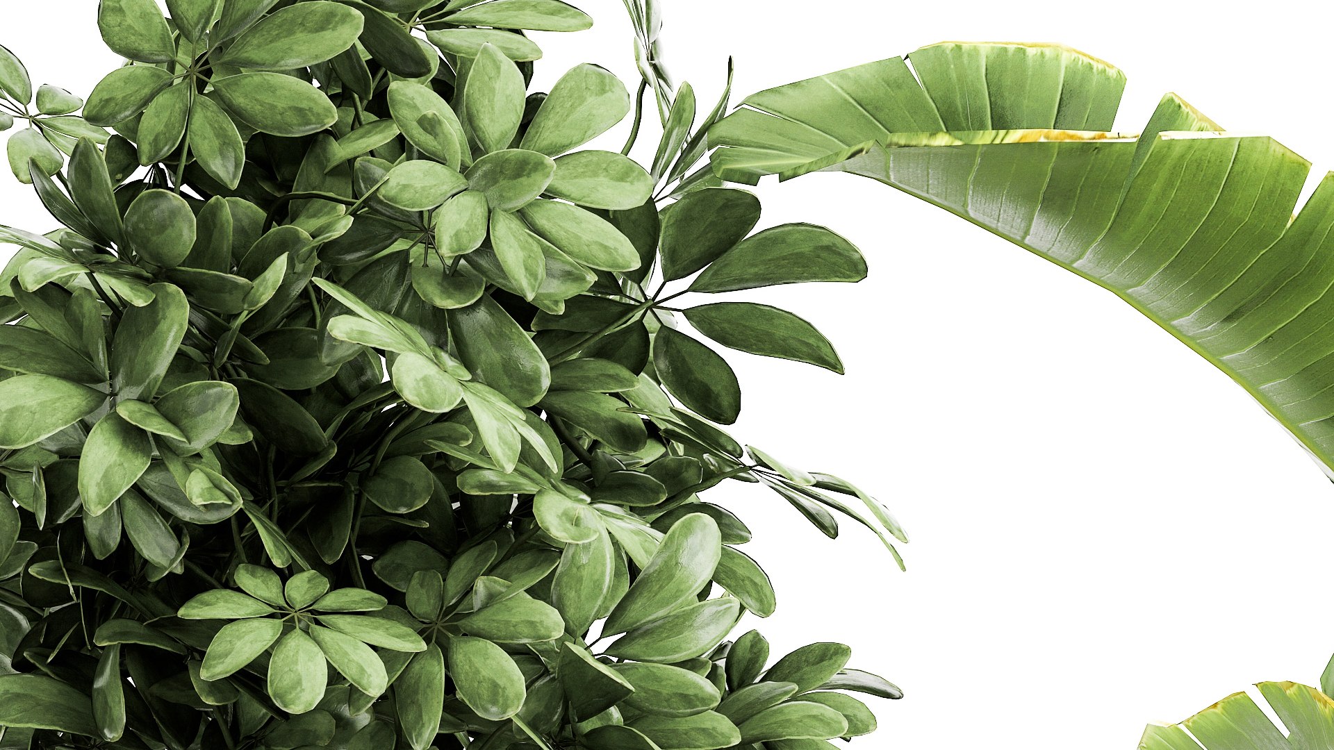 3D Ornamental plants in rattan baskets 1036 model https://p.turbosquid.com/ts-thumb/x0/ARVdiq/uc/1plants3008202107/jpg/1630405105/1920x1080/fit_q87/83648d5282e96ac2b1b618531db2ac2631671131/1plants3008202107.jpg