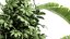 Ornamental plants in rattan baskets 1036