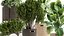 Ornamental plants in rattan baskets 1036