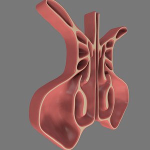 sinus cavity cross section