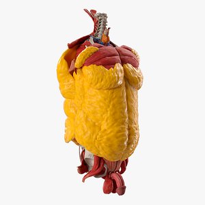 Anatomical Upper Body Display with Fat Pads and Arteries