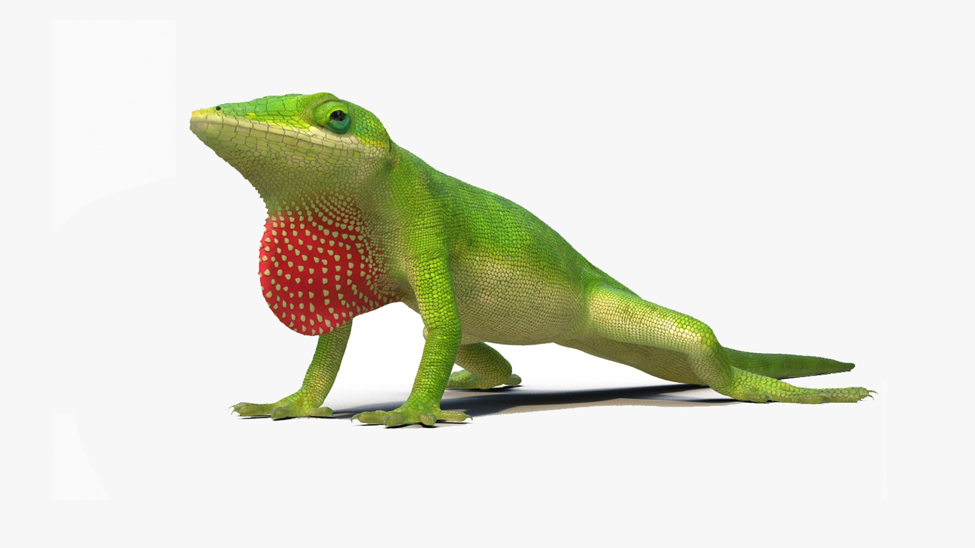 Carolina Anole Lizard Rigged for Cinema 4D 3D model preview