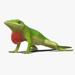 3D Carolina Anole Lizard Rigged for Cinema 4D model