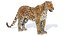 Pelliccia animata leopardo