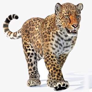 Leopard Animated Fur model