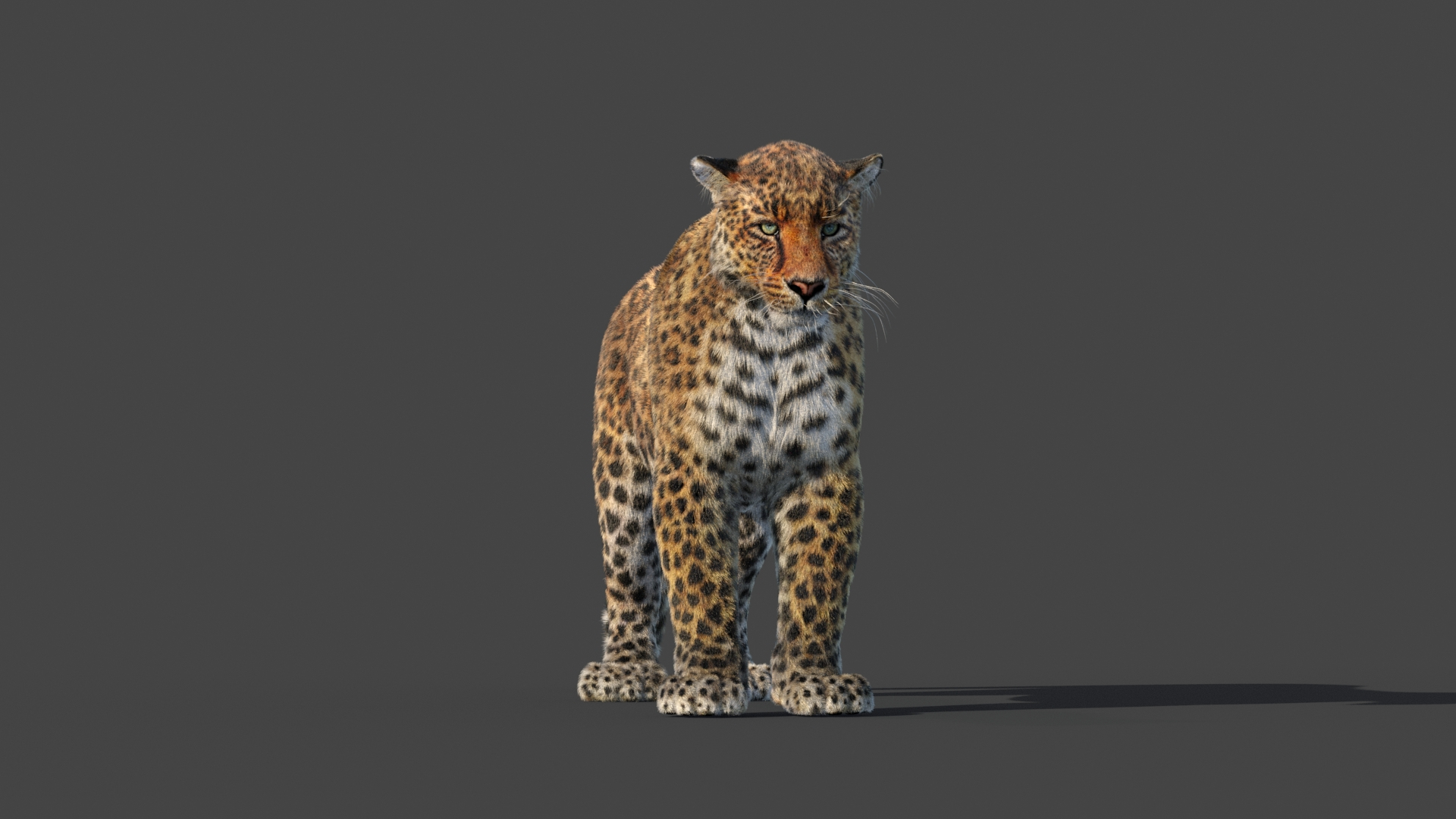 Leopard Animated Fur model https://p.turbosquid.com/ts-thumb/x0/VnAZgo/X7/leopard_3d_model_360_view/jpg/1642595383/1920x1080/turn_fit_q99/bf325550dabf10c8020225f660f6d223d659bd36/leopard_3d_model_360_view-1.jpg