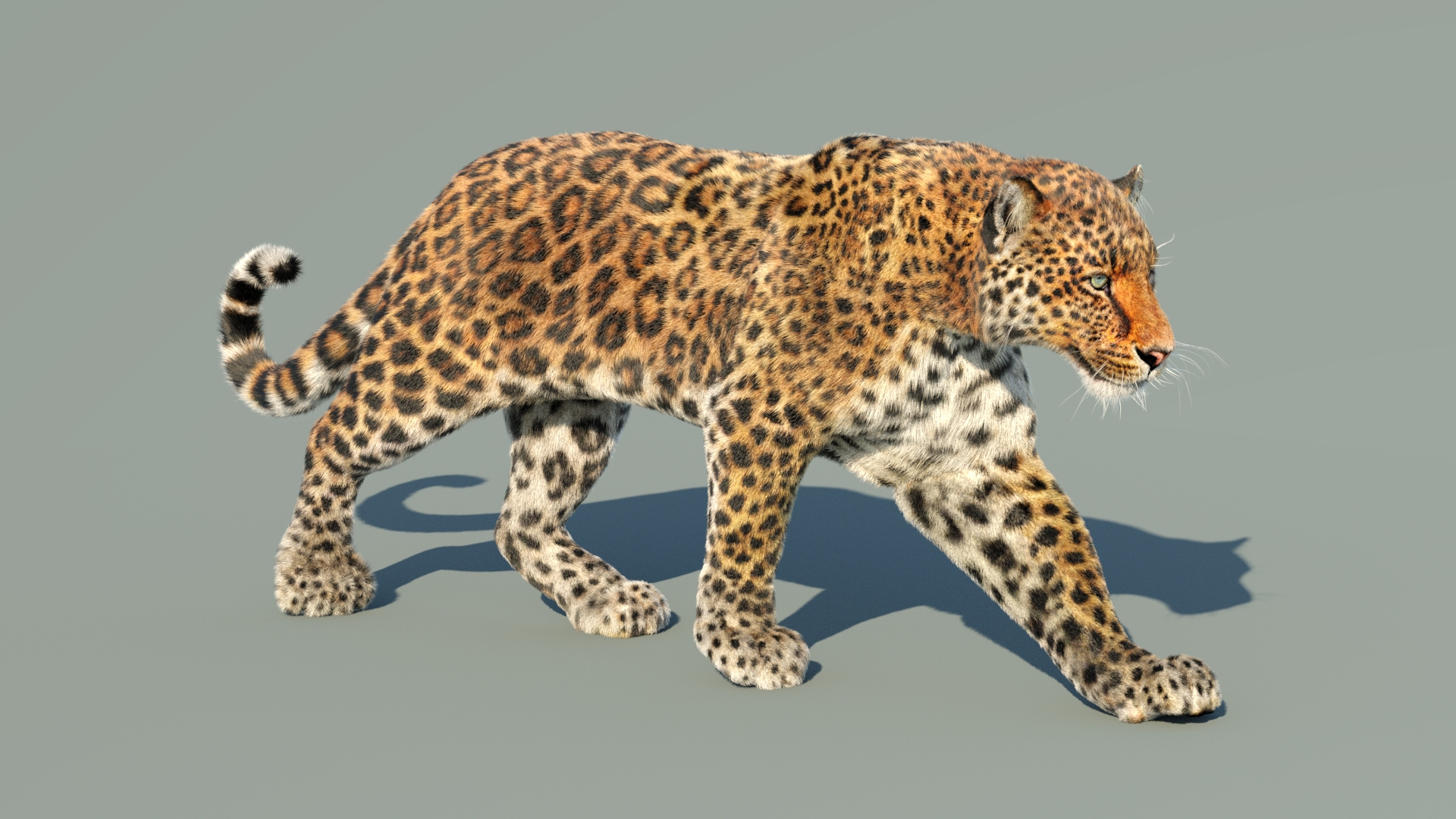 Leopard Animated Fur model https://p.turbosquid.com/ts-thumb/x0/VnAZgo/dZ/leopardwalkcycle3danimation/jpg/1690751023/1920x1080/turn_fit_q99/28d9c5af2556f39879184f5b7d8dd8f1a7c2944f/leopardwalkcycle3danimation-1.jpg