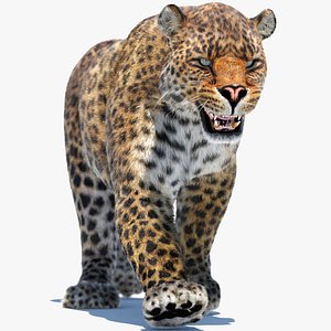 Leopard Animated Fur 3D v1-1