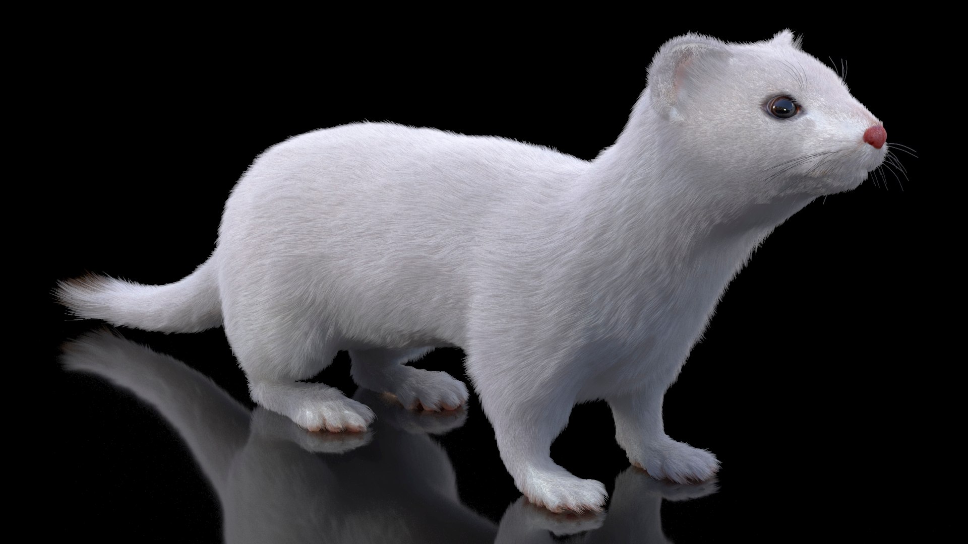 Ermine Winter Coat Fur 3D model https://p.turbosquid.com/ts-thumb/x0/XzL3fe/Ak/erminewintercoatfurmb3dmodel005/jpg/1710935562/1920x1080/fit_q87/a8cb485970b184b7ecfa97b38acbd1006147ae39/erminewintercoatfurmb3dmodel005.jpg