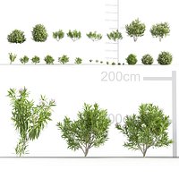 Nerium oleander 3D model