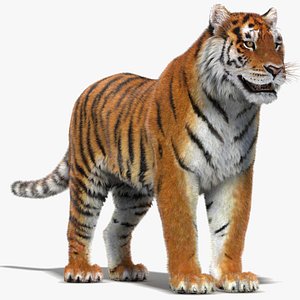 3d tiger fur