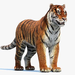 Bengal Tiger 3D Model Rigged and Low Poly Game ready - Team 3d Yard