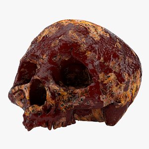 3D Horror Human Skull