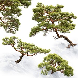 pines rocks 3D model