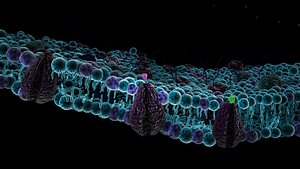 maya cell membrane
