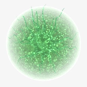 Algae microbe