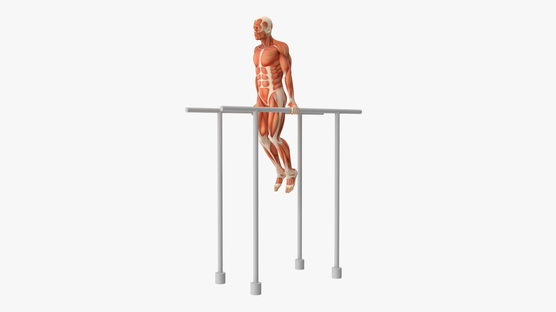 Anatomy Male Muscular System Chest Dip Animated Rigged for Maya 3D model https://p.turbosquid.com/ts-thumb/x1/3AoyY9/58/anatomy_male_muscular_system_chest_dip_animated_rigged_360/jpg/1757278954/1920x1080/turn_fit_q99/8d67a66d4c2f50997fe142b39f8bad87bffba98e/anatomy_male_muscular_system_chest_dip_animated_rigged_360-1.jpg