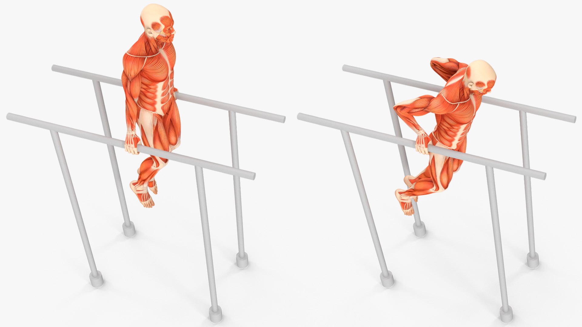 Anatomy Male Muscular System Chest Dip Animated Rigged for Maya 3D model https://p.turbosquid.com/ts-thumb/x1/3AoyY9/7K/anatomy_male_muscular_system_chest_dip_animated_rigged_007/jpg/1757279205/1920x1080/fit_q87/9cf4446ea84f5604b30ad5299ec23a901465d266/anatomy_male_muscular_system_chest_dip_animated_rigged_007.jpg