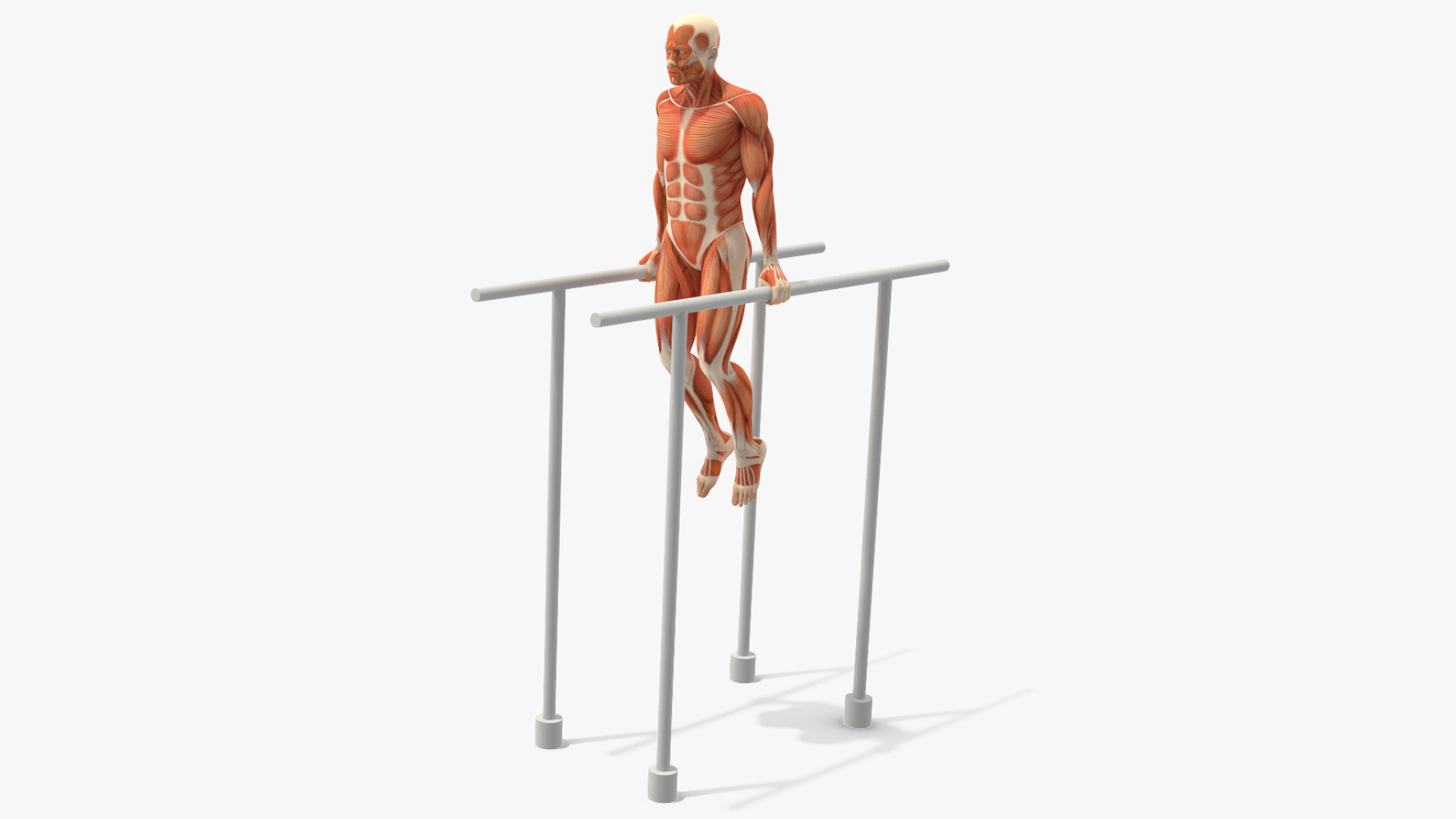 Anatomy Male Muscular System Chest Dip Animated Rigged for Maya 3D model https://p.turbosquid.com/ts-thumb/x1/3AoyY9/9n/anatomy_male_muscular_system_chest_dip_animated_rigged_361/jpg/1770187298/1920x1080/turn_fit_q99/35553feb49945775a5af6b6fd2655fa0b682647c/anatomy_male_muscular_system_chest_dip_animated_rigged_361-1.jpg