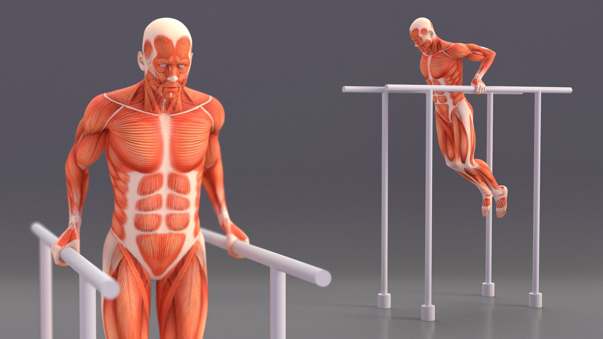 Anatomy Male Muscular System Chest Dip Animated Rigged for Maya 3D model https://p.turbosquid.com/ts-thumb/x1/3AoyY9/KF/anatomy_male_muscular_system_chest_dip_animated_rigged_005/jpg/1757279199/1920x1080/fit_q87/3593594661055f7893df56b3dd0d6c42a4086f71/anatomy_male_muscular_system_chest_dip_animated_rigged_005.jpg