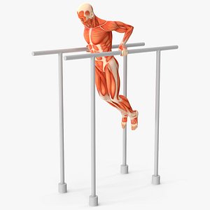 Anatomy Male Muscular System Chest Dip Animated Rigged for Maya