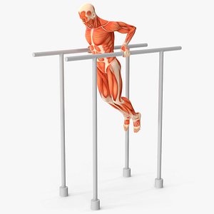 Anatomy Male Muscular System Chest Dip Animated Rigged for Maya