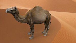 3D Realistic 3D Camel Model