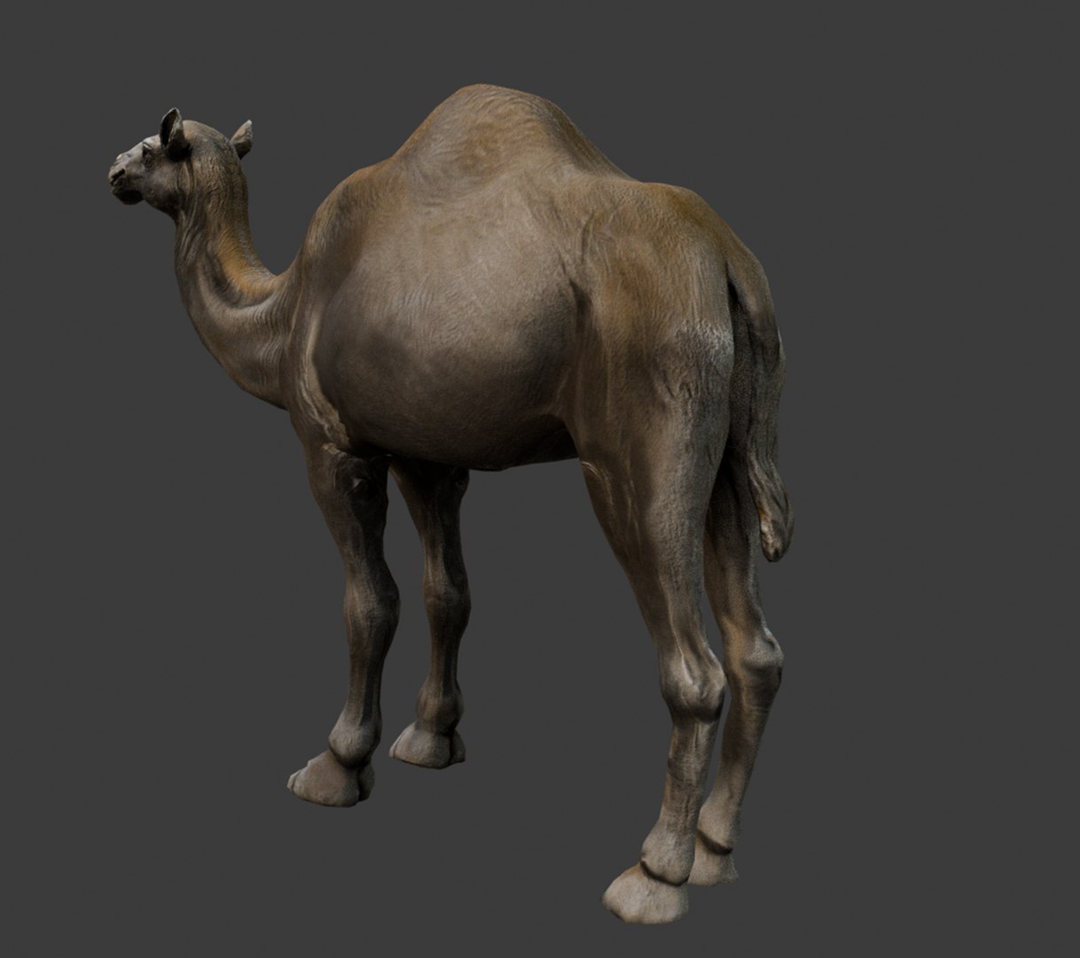 3D Realistic 3D Camel Model https://p.turbosquid.com/ts-thumb/x1/GrvaRt/OG/3/png/1735777741/1920x1080/fit_q87/bfed740bb2ad61b84fdc40d446c73dd5bb39a2c3/3.jpg