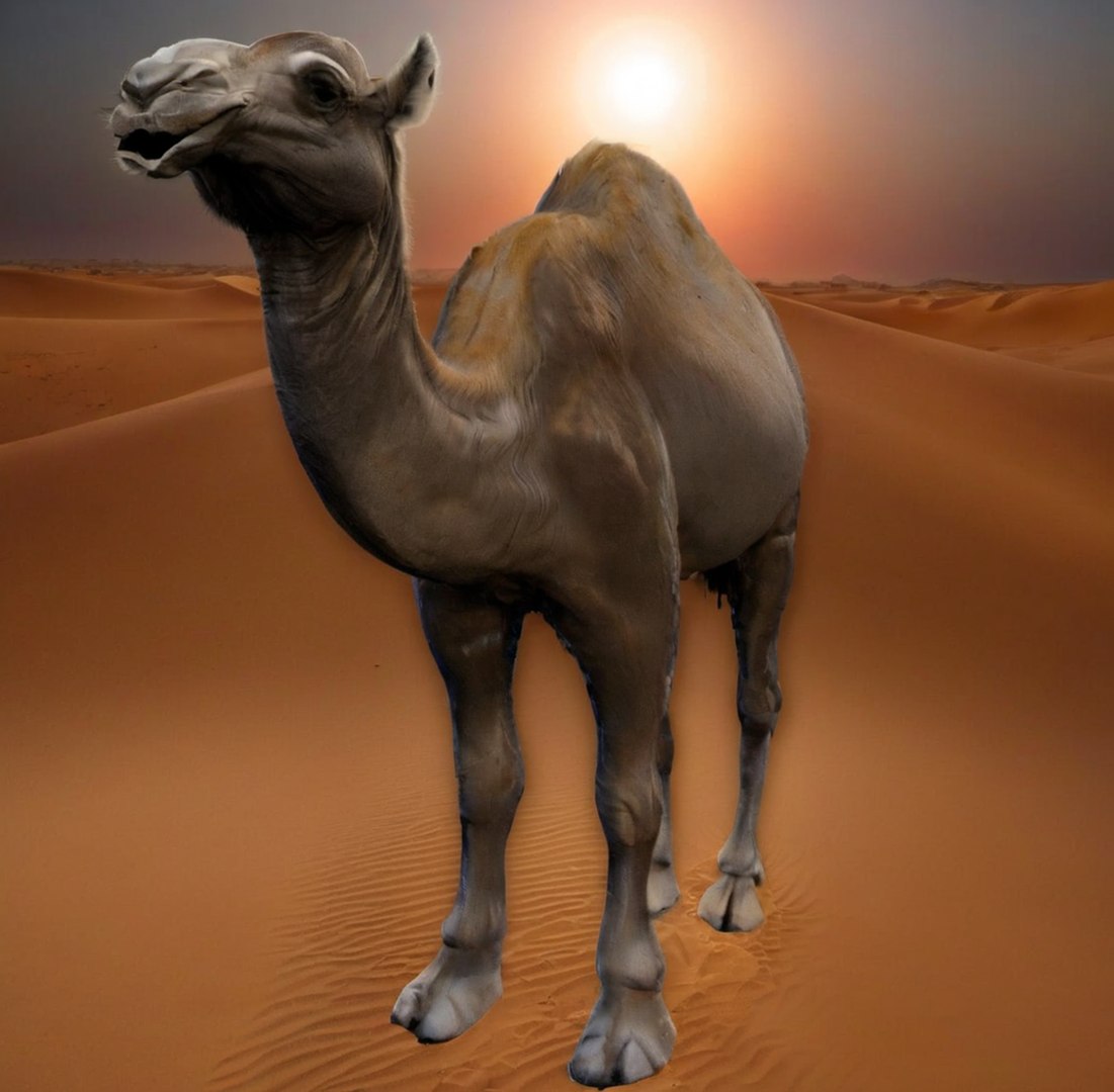 3D Realistic 3D Camel Model https://p.turbosquid.com/ts-thumb/x1/GrvaRt/ss/desertaveccoucherdesoleiletunpalmier/png/1735777890/1920x1080/fit_q87/94617516ef444827ce7dca38600f119e73265de3/desertaveccoucherdesoleiletunpalmier.jpg