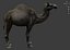 逼真的 3D 骆驼模型