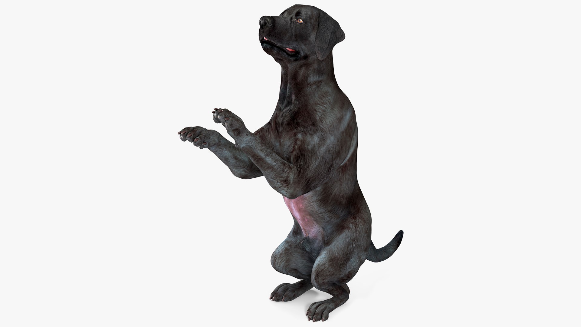 Black Begging Labrador Dog Animated Rigged for Maya 3D model preview