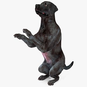 3D Black Begging Labrador Dog Animated Rigged for Maya model
