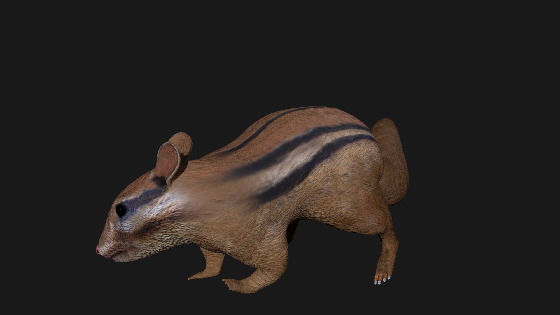 Chipmunk Rigged Model - TurboSquid 1658962