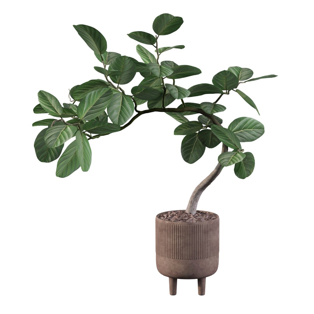 3D model Ficus benghalensis https://p.turbosquid.com/ts-thumb/x1/Phdrtu/33/ficusbenghalensis03b/jpg/1654509465/1920x1080/fit_q87/e3aa341425dc855e6100e037354603cdd00469ae/ficusbenghalensis03b.jpg