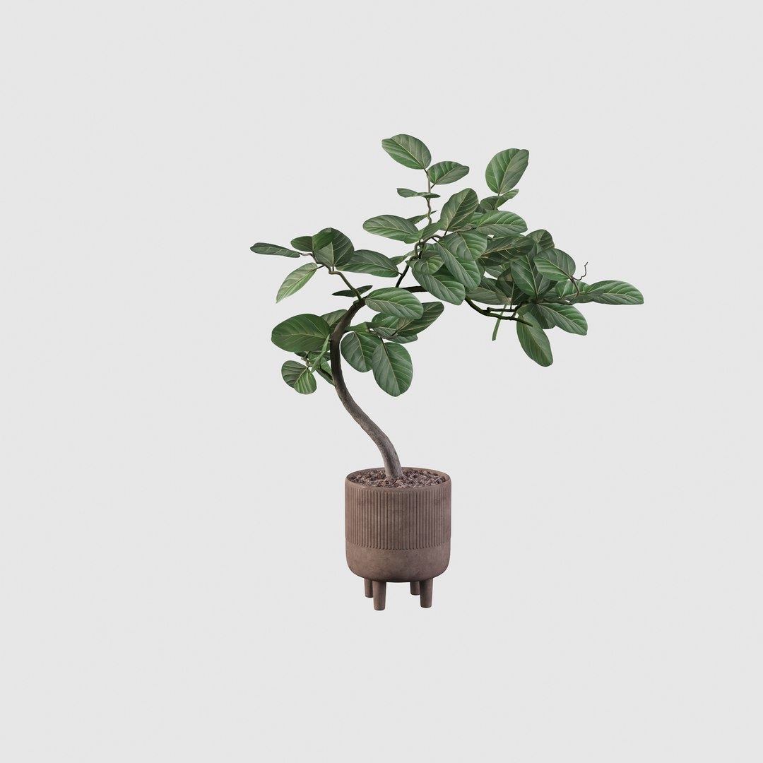 3D model Ficus benghalensis https://p.turbosquid.com/ts-thumb/x1/Phdrtu/AV/ficus8/jpg/1654509466/1920x1080/fit_q87/c186d9188047dd60f0befe82dd5e0c6398e4fab7/ficus8.jpg