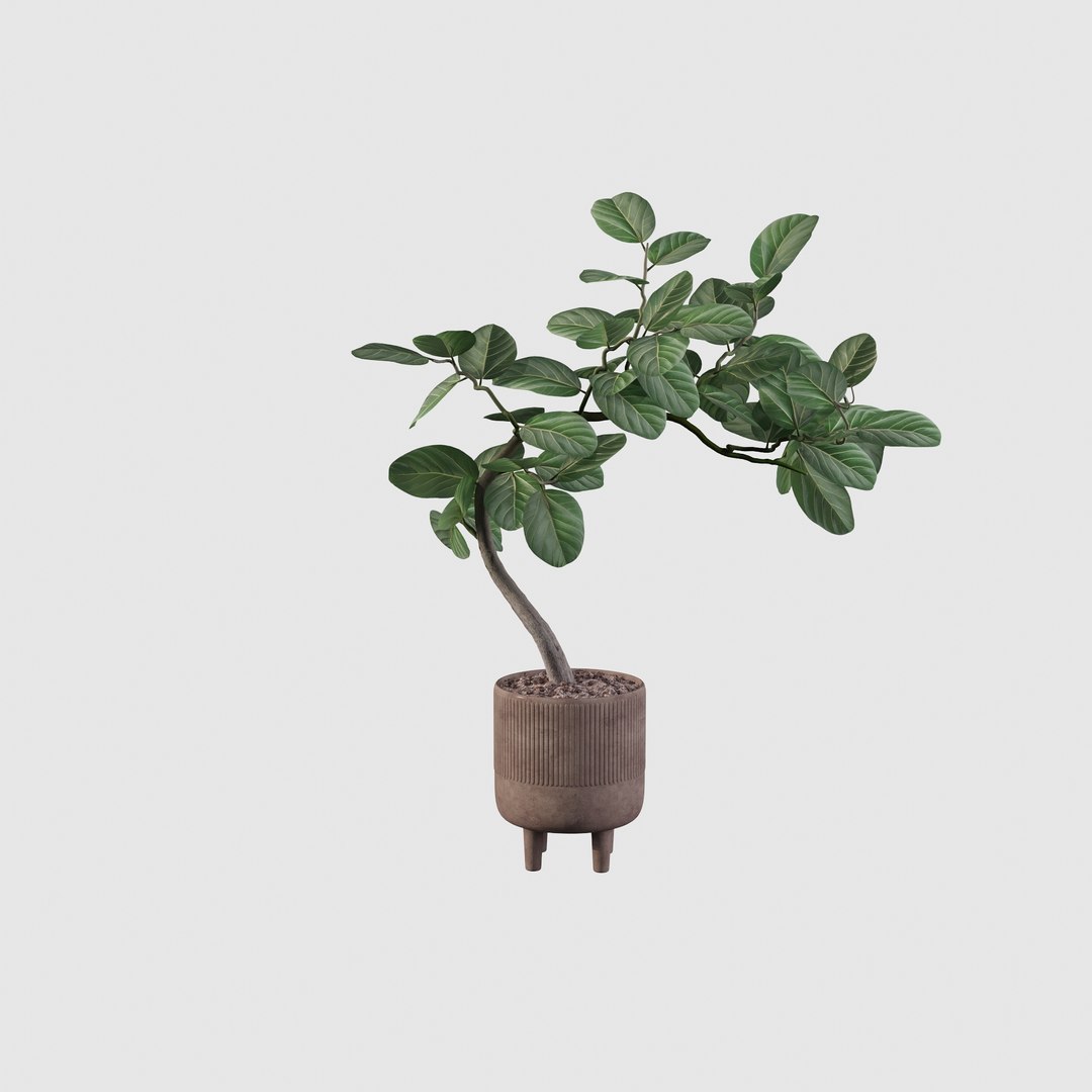 3D model Ficus benghalensis https://p.turbosquid.com/ts-thumb/x1/Phdrtu/BO/ficus7/jpg/1654509467/1920x1080/fit_q87/56683c7ce0ff5cbc28415aceddc69ea437b0e7d8/ficus7.jpg