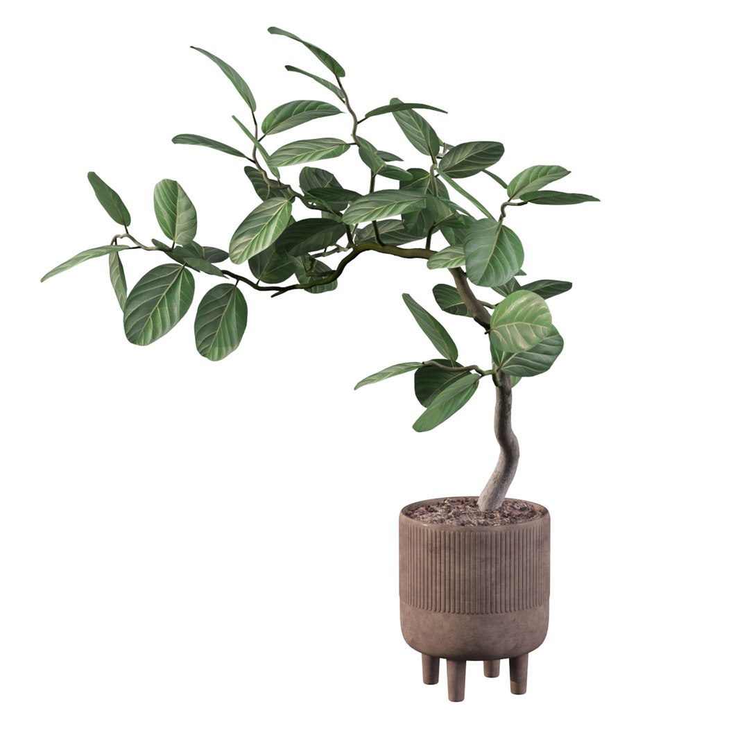 3D model Ficus benghalensis https://p.turbosquid.com/ts-thumb/x1/Phdrtu/D5/ficusbenghalensis03a/jpg/1654509465/1920x1080/fit_q87/ede9bda70ffa261ccc35c7cca12b4f59812d940f/ficusbenghalensis03a.jpg