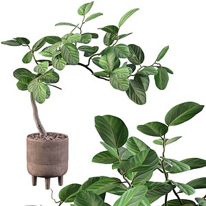 Ficus benghalensis