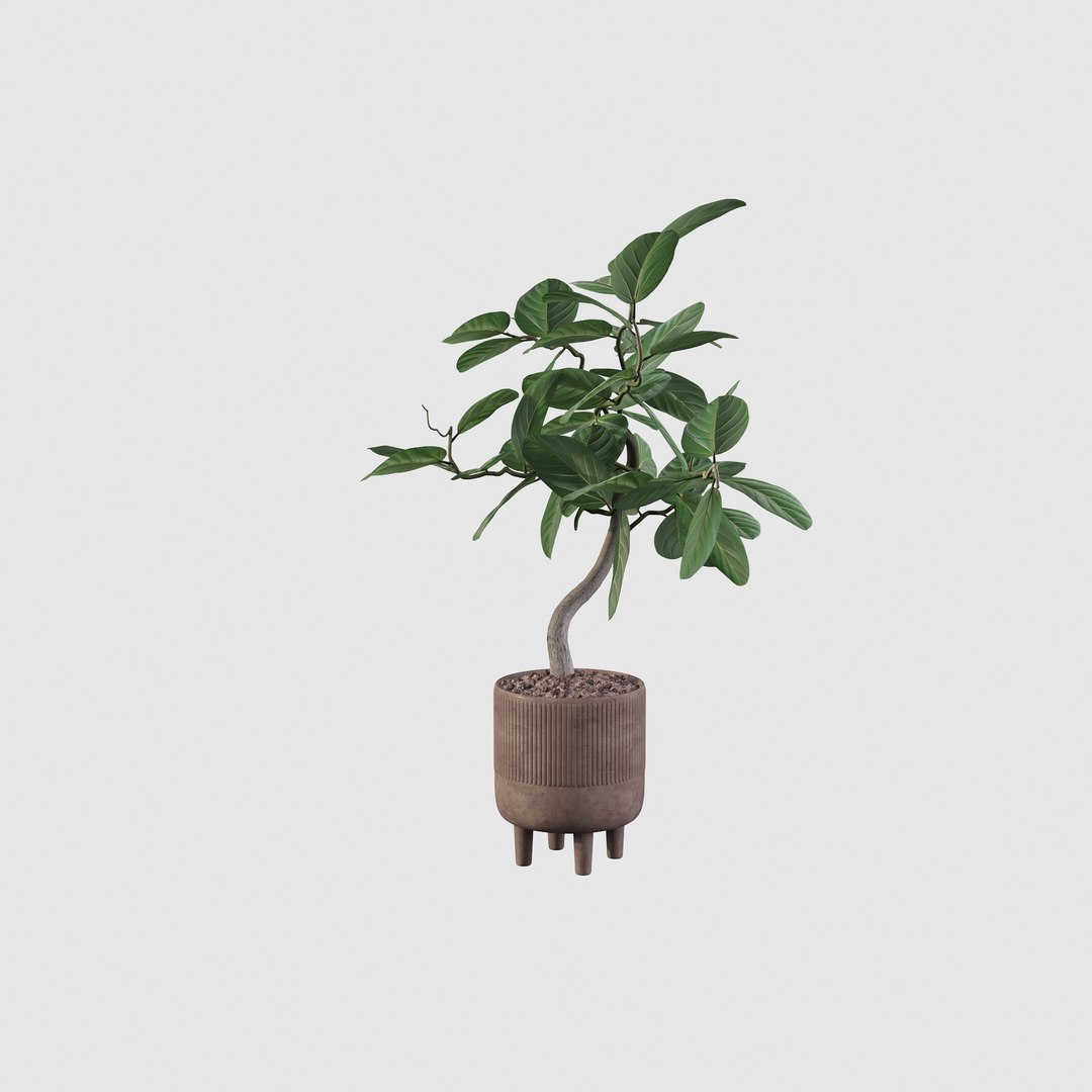 3D model Ficus benghalensis https://p.turbosquid.com/ts-thumb/x1/Phdrtu/R4/ficus19/jpg/1654509467/1920x1080/fit_q87/ffb1e4319bf7d0e3969fe166d58c5c0902b35b1e/ficus19.jpg