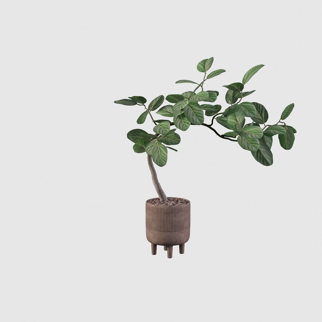 3D model Ficus benghalensis https://p.turbosquid.com/ts-thumb/x1/Phdrtu/h5/ficus4/jpg/1654509466/1920x1080/fit_q87/7ea3e93aa15e2a8c31532799a96f4e533d212ed7/ficus4.jpg