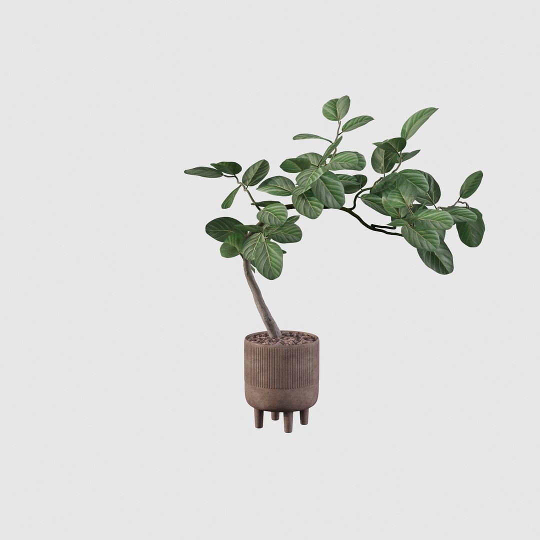 3D model Ficus benghalensis https://p.turbosquid.com/ts-thumb/x1/Phdrtu/q5/ficus5/jpg/1654509467/1920x1080/fit_q87/50832c02b06f11a41419ba90624cefca5a57afc2/ficus5.jpg