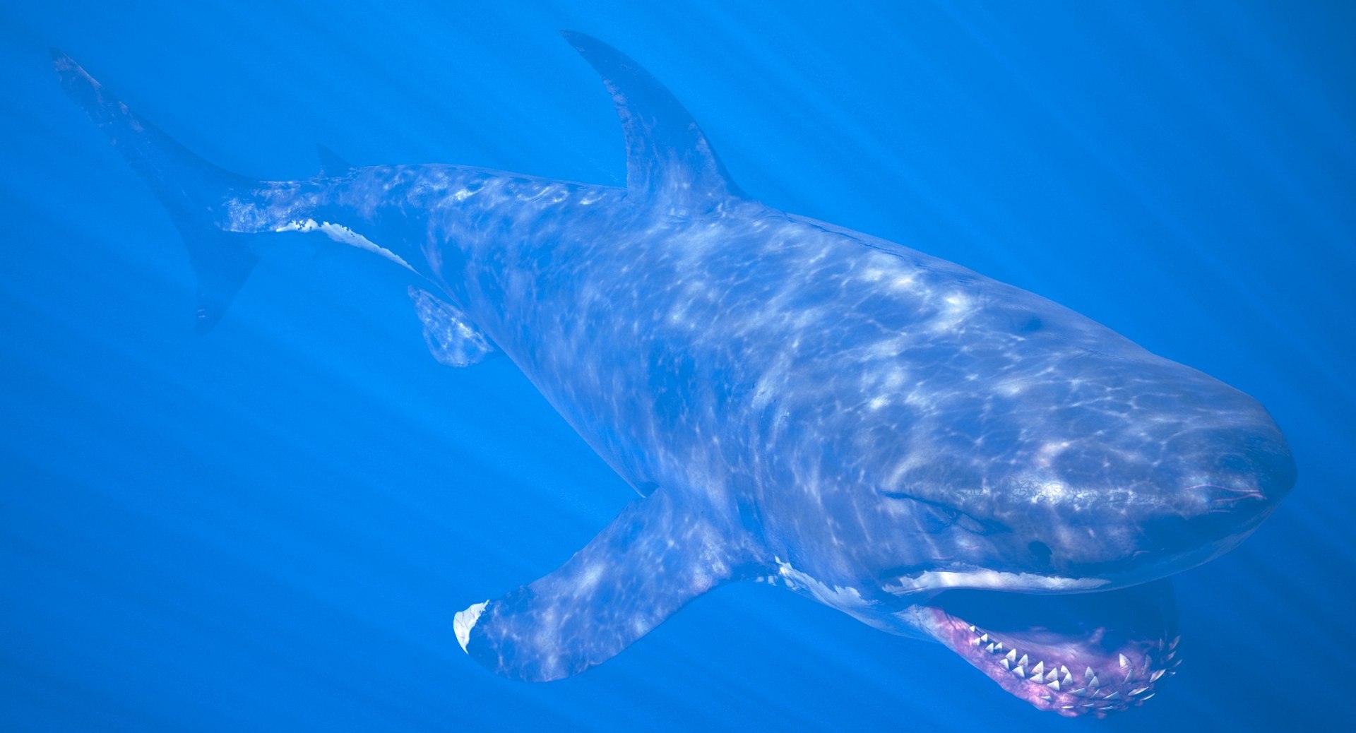 Rigged Megalodon Shark 3D Model - TurboSquid 1348393