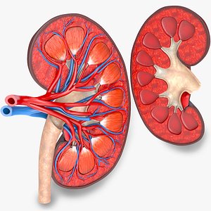 Kidney With Anatomical Cross Section