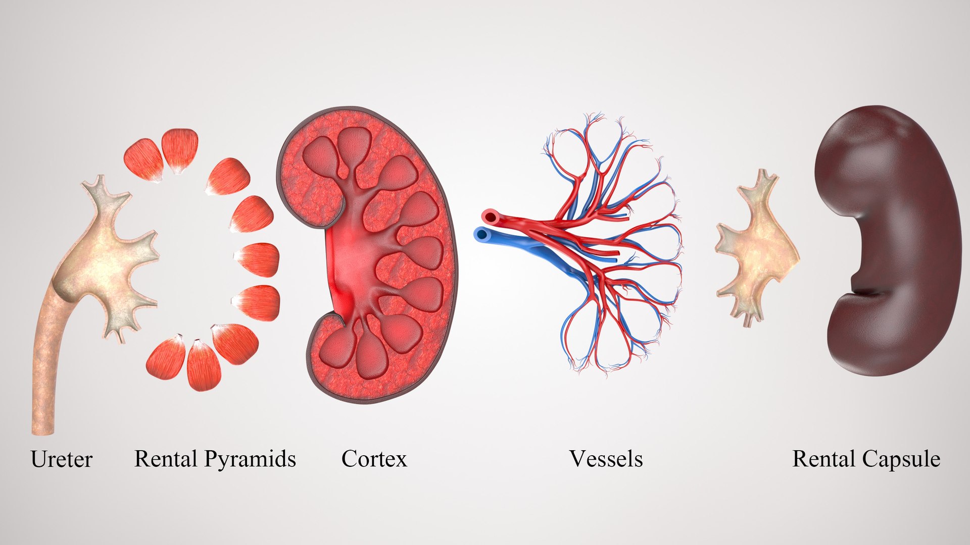 kidney pbr 8k model https://p.turbosquid.com/ts-thumb/x1/WguYeY/0yZNChsB/kidneyinpartly/jpg/1575016131/1920x1080/fit_q87/d6bb4a08c9428d54f3bb21389b0f863af4f15735/kidneyinpartly.jpg