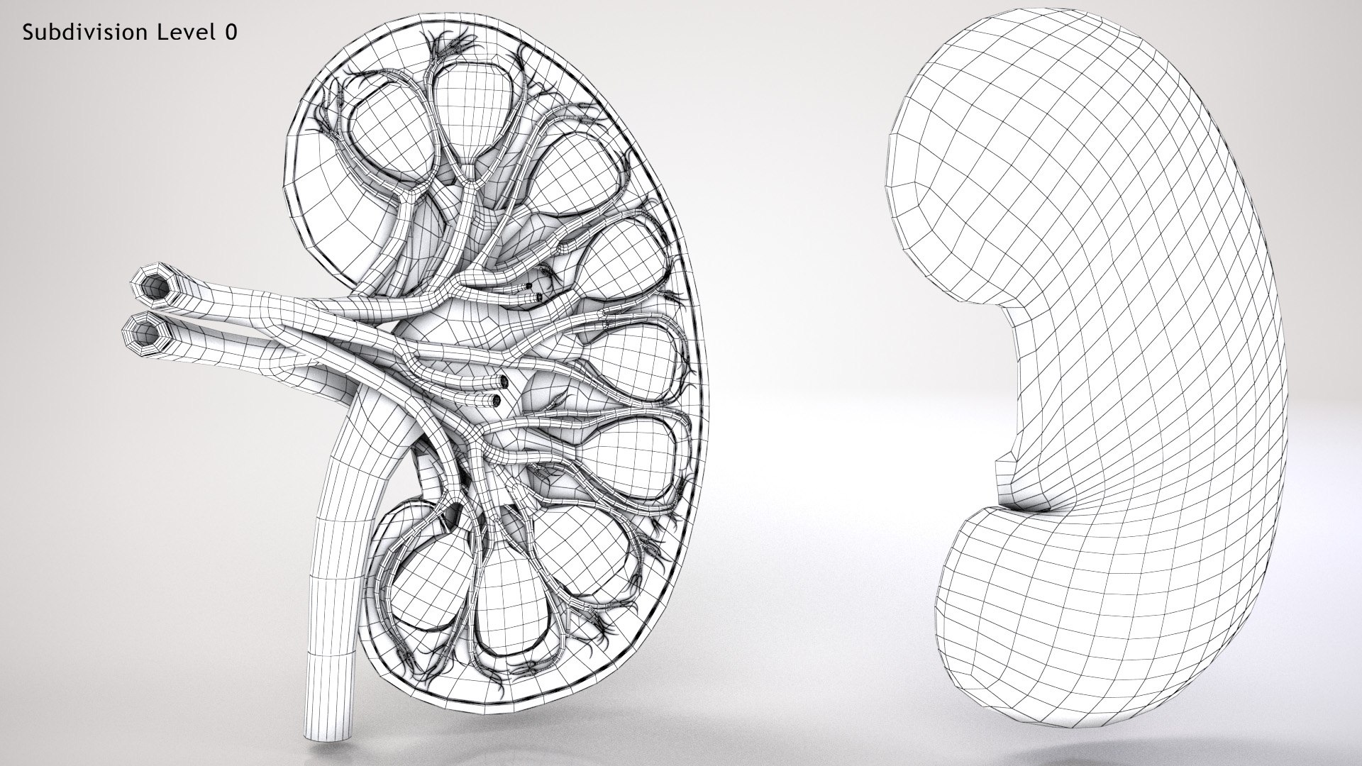kidney pbr 8k model https://p.turbosquid.com/ts-thumb/x1/WguYeY/2PSwP3Fi/kidneywirezero0004copy/jpg/1575016196/1920x1080/fit_q87/c458eb45536fa213394589d2753154489b62715b/kidneywirezero0004copy.jpg
