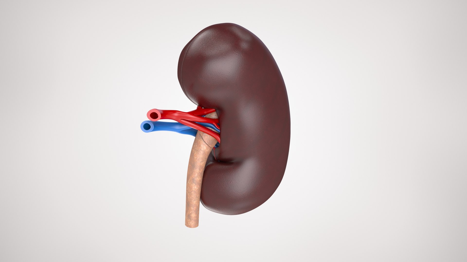 kidney pbr 8k model https://p.turbosquid.com/ts-thumb/x1/WguYeY/39SkrHmn/product0003/jpg/1575016131/1920x1080/fit_q87/e9b5b8d45368acb220e4e537a493bcd657f63ed2/product0003.jpg
