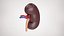 Kidney With Anatomical Cross Section
