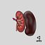 Kidney With Anatomical Cross Section