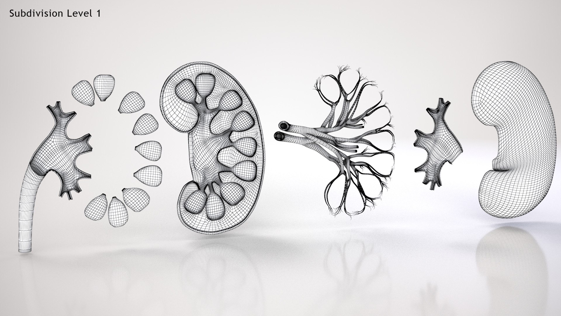 kidney pbr 8k model https://p.turbosquid.com/ts-thumb/x1/WguYeY/Ac9ZS3Ji/kidneywirezero0002/jpg/1575016196/1920x1080/fit_q87/cad6b4d53325a2fdc151be2da2879fd6cdab266c/kidneywirezero0002.jpg