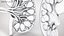 Kidney With Anatomical Cross Section